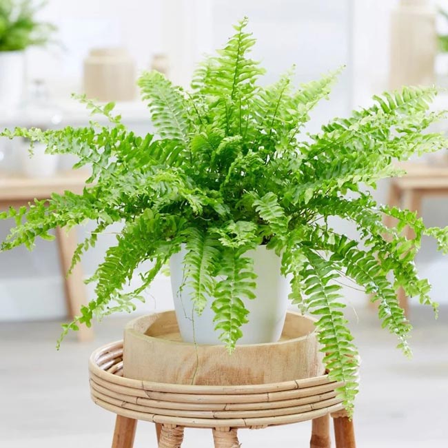 10 plantas para decorar a casa muito fáceis de cuidar Confira 10 plantas para decorar a casa que são fáceis de cuidar! Transforme a sua casa num oásis verde com essas plantas de baixa manutenção!