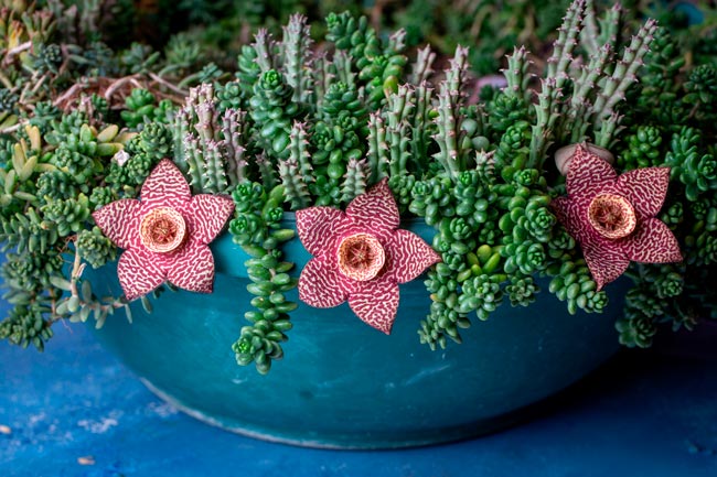 10 plantas para decorar a casa muito fáceis de cuidar Confira 10 plantas para decorar a casa que são fáceis de cuidar! Transforme a sua casa num oásis verde com essas plantas de baixa manutenção!