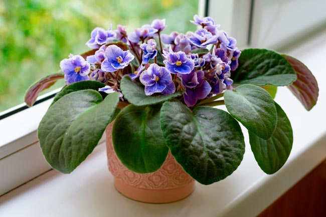 10 plantas para decorar a casa muito fáceis de cuidar Confira 10 plantas para decorar a casa que são fáceis de cuidar! Transforme a sua casa num oásis verde com essas plantas de baixa manutenção!