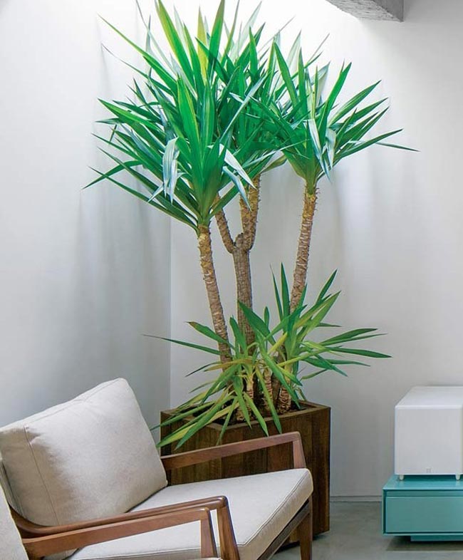 10 plantas para decorar a casa muito fáceis de cuidar Confira 10 plantas para decorar a casa que são fáceis de cuidar! Transforme a sua casa num oásis verde com essas plantas de baixa manutenção!