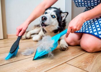 Ter cão não precisa de ser sinónimo de uma casa cheia de pelos! Aprenda a limpar pelos dos cães com as nossas dicas.