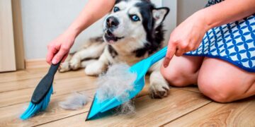 Ter cão não precisa de ser sinónimo de uma casa cheia de pelos! Aprenda a limpar pelos dos cães com as nossas dicas.