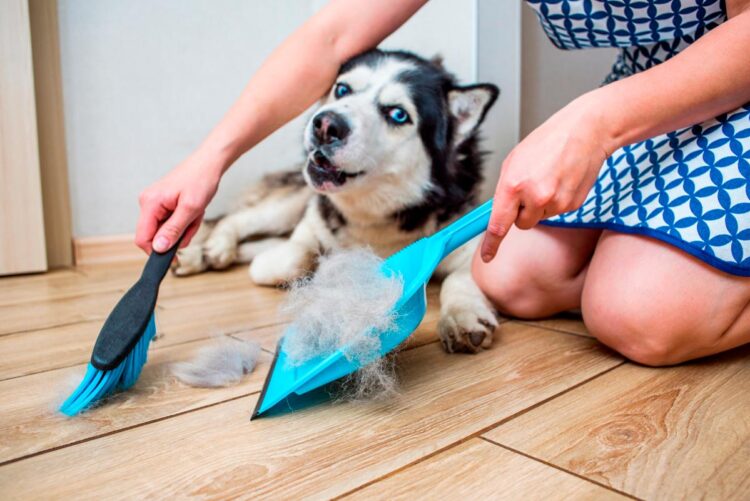 Aprenda a limpar pelos dos cães de várias superfícies Ter cão não precisa de ser sinónimo de uma casa cheia de pelos! Aprenda a limpar pelos dos cães com as nossas dicas.