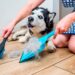 Ter cão não precisa de ser sinónimo de uma casa cheia de pelos! Aprenda a limpar pelos dos cães com as nossas dicas.