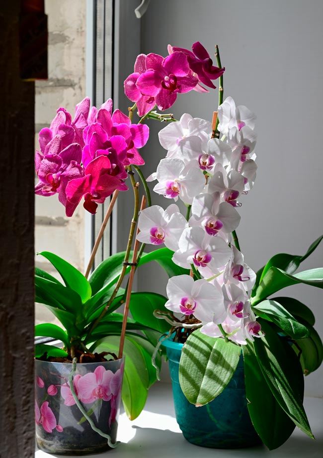 Aprenda a tratar das plantas como elas merecem Confira 12 dicas comprovadas para dar o melhor tratamento às suas plantas. Aprenda a tratar das plantas como elas merecem.