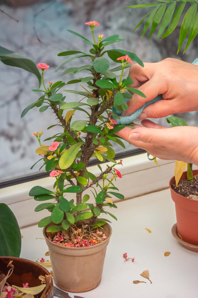 Aprenda a tratar das plantas como elas merecem Confira 12 dicas comprovadas para dar o melhor tratamento às suas plantas. Aprenda a tratar das plantas como elas merecem.