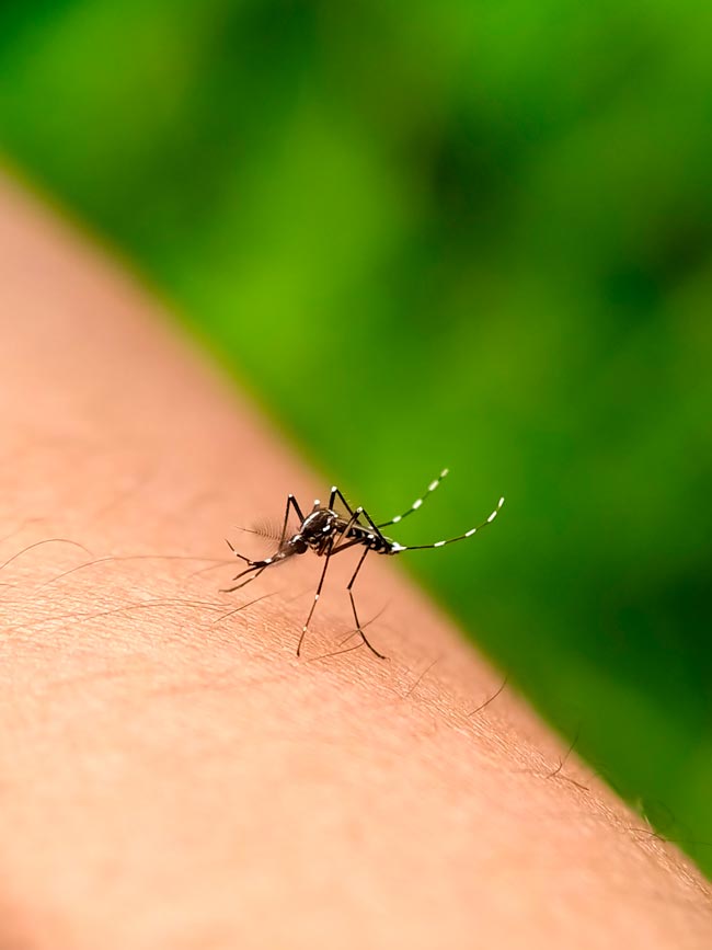 2 fórmulas poderosas para acabar com os mosquitos em sua casa Experimente as nossas soluções naturais e eficazes para acabar com os mosquitos de vez em sua casa!