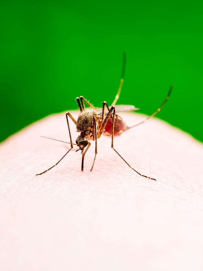2 fórmulas poderosas para acabar com os mosquitos em sua casa Experimente as nossas soluções naturais e eficazes para acabar com os mosquitos de vez em sua casa!