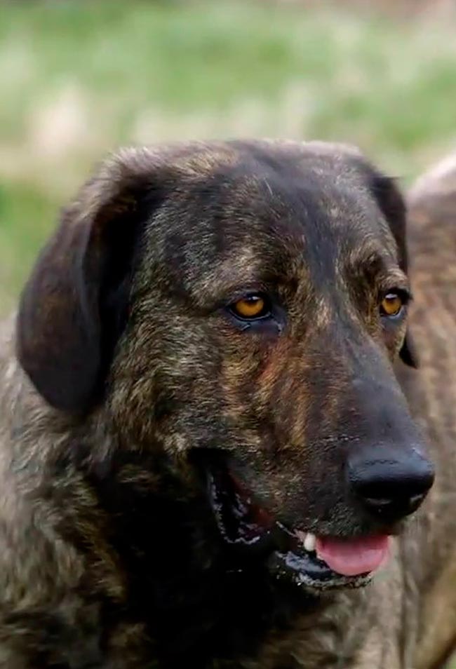 Cão de Castro Laboreiro: um guarda leal e protetor O cão de Castro Laboreiro é muito procurado pelo seu temperamento leal, dócil, robusto e calmo, adaptado tanto ao exterior como ao interior.