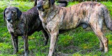 O cão de Castro Laboreiro é muito procurado pelo seu temperamento leal, dócil, robusto e calmo, adaptado tanto ao exterior como ao interior.