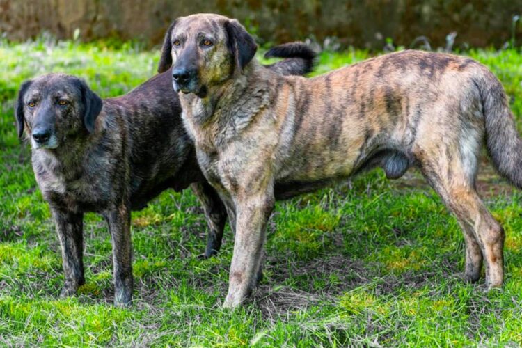 Cão de Castro Laboreiro um guarda leal e protetor