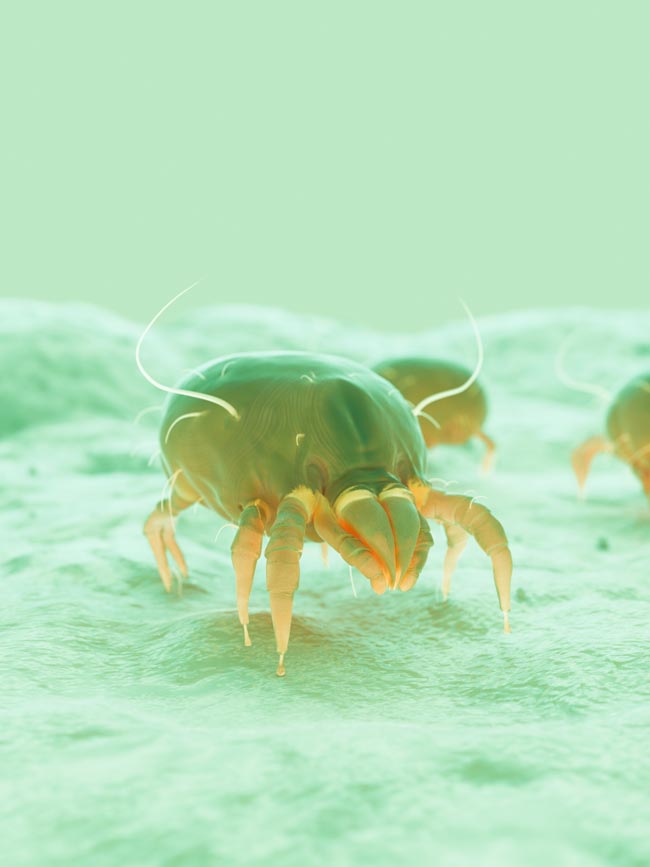 Métodos eficazes para ter a sua casa livre de ácaros É possível deixar a casa sem ácaros com pequenas atitudes. Siga as nossas dicas eficazes e tenha a sua casa livre de ácaros!