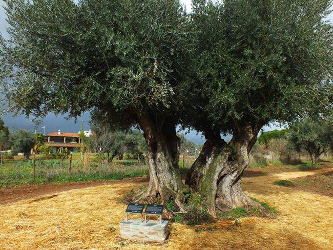 Oliveira mais antiga de Portugal nasceu há 3350 anos, Árvores