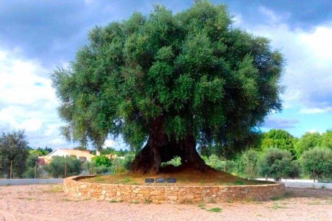Portugal tem três das árvores mais antigas do mundo Sabia que algumas das árvores mais antigas do mundo estão em Portugal? Conheça três exemplares incríveis que resistiram ao tempo e contam histórias milenares.