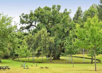 Sabia que algumas das árvores mais antigas do mundo estão em Portugal? Conheça três exemplares incríveis que resistiram ao tempo e contam histórias milenares.