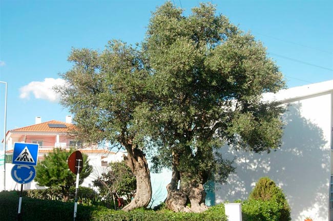 Portugal tem três das árvores mais antigas do mundo Sabia que algumas das árvores mais antigas do mundo estão em Portugal? Conheça três exemplares incríveis que resistiram ao tempo e contam histórias milenares.