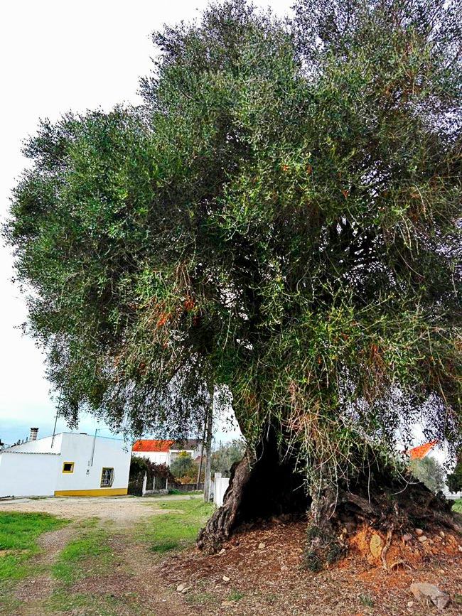 Portugal tem três das árvores mais antigas do mundo Sabia que algumas das árvores mais antigas do mundo estão em Portugal? Conheça três exemplares incríveis que resistiram ao tempo e contam histórias milenares.