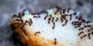 Métodos que funcionam para acabar com as moscas e formigas na cozinha