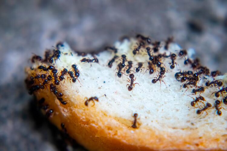 Métodos que funcionam para acabar com as moscas e formigas na cozinha