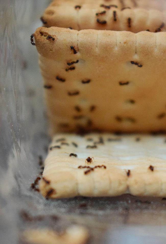 Livre-se das pragas! Diga adeus às moscas e formigas na cozinha Métodos que funcionam para acabar com as moscas e formigas na cozinha