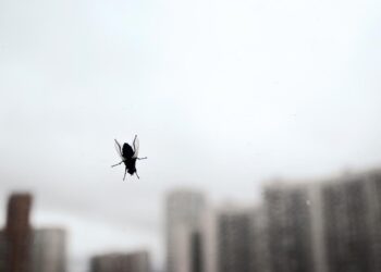 Soluções eficazes para mantê-los longe do lar e muito fáceis de colocar em prática!