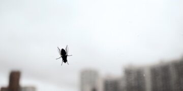Soluções eficazes para mantê-los longe do lar e muito fáceis de colocar em prática!