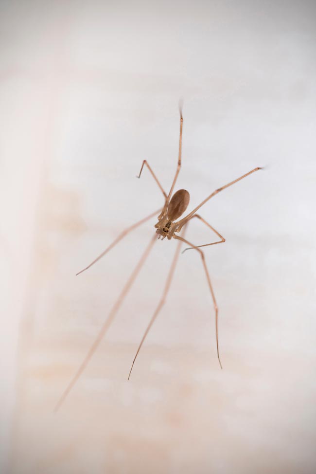 Livre-se das pragas! Diga adeus aos insetos em casa Soluções eficazes para mantê-los longe do lar e muito fáceis de colocar em prática!