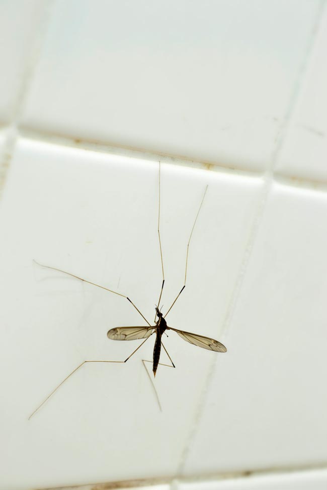 Livre-se das pragas! Diga adeus aos insetos em casa Soluções eficazes para mantê-los longe do lar e muito fáceis de colocar em prática!