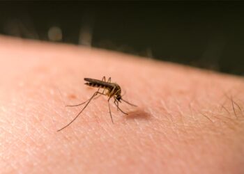 Métodos testados e comprovados para se livrar dos mosquitos em sua casa.