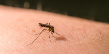 Métodos testados e comprovados para se livrar dos mosquitos em sua casa.