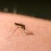Métodos testados e comprovados para se livrar dos mosquitos em sua casa.