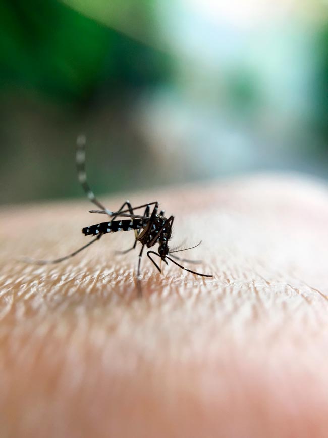 Livre-se das pragas! Diga adeus aos mosquitos em casa Métodos testados e comprovados para se livrar dos mosquitos em sua casa.