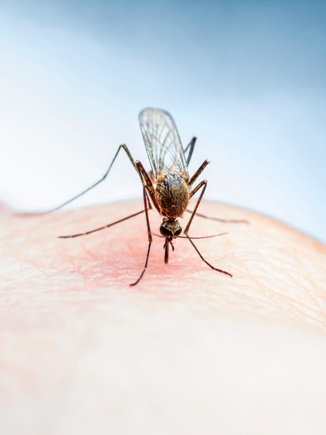 Livre-se das pragas! Diga adeus aos mosquitos em casa Métodos testados e comprovados para se livrar dos mosquitos em sua casa.