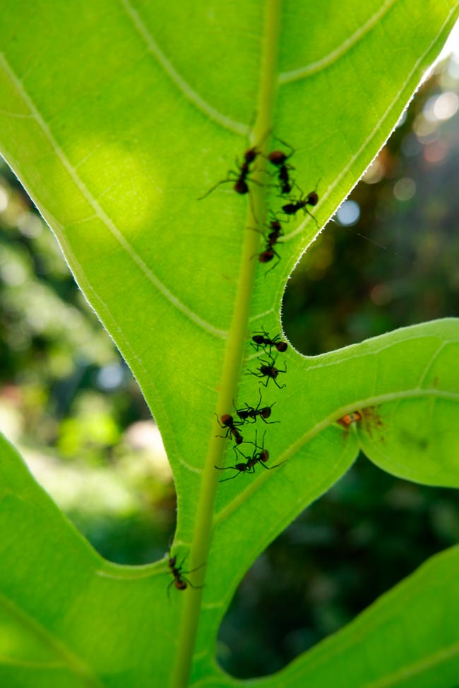 Livre-se das pragas! Diga adeus às formigas em casa e no jardim Soluções eficazes para acabar com as formigas em casa e no jardim de forma definitiva!