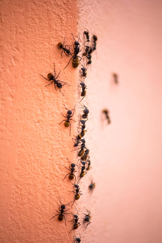 Livre-se das pragas! 12 soluções naturais para eliminar formigas Proteja a sua casa com métodos naturais e não tóxicos para se livrar das formigas!
