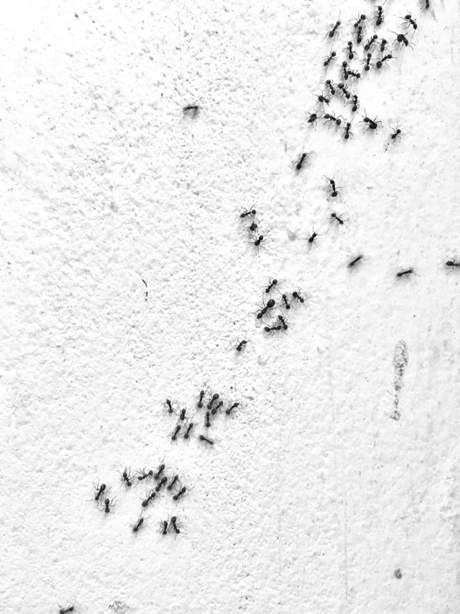 Livre-se das pragas! 12 soluções naturais para eliminar formigas Proteja a sua casa com métodos naturais e não tóxicos para se livrar das formigas!