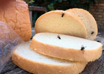 Métodos naturais que funcionam e ajudam a manter as moscas bem longe.