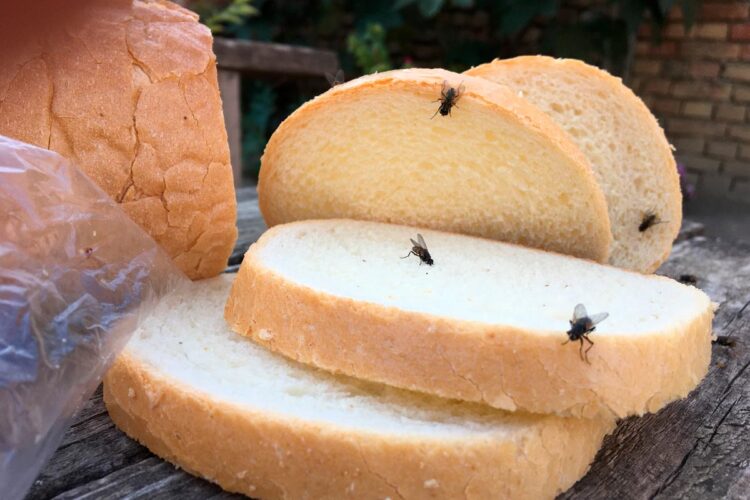Métodos naturais que funcionam e ajudam a manter as moscas bem longe.