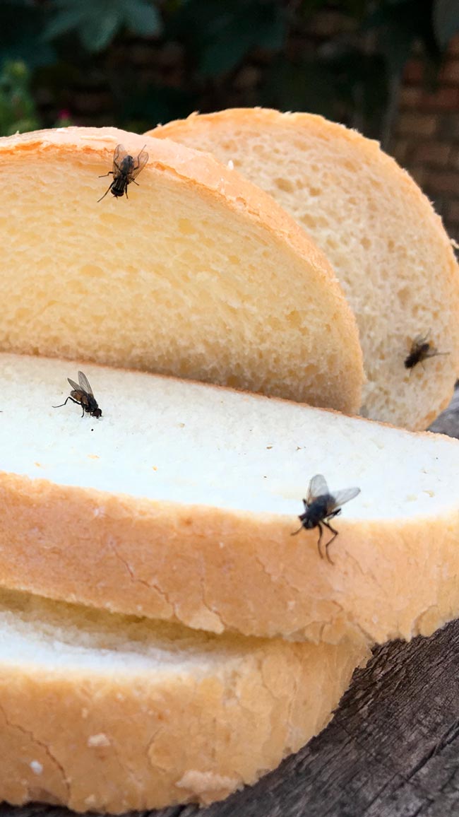 Evite as pragas! Livre-se das moscas com soluções naturais Métodos naturais que funcionam e ajudam a manter as moscas bem longe.