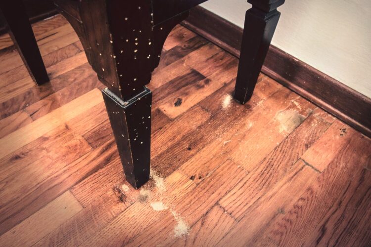 Aprenda mais sobre este flagelo e preserve a vida dos seus móveis por mais tempo. bicho da madeira