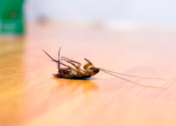 Mantenha a sua tranquilidade com soluções testadas para um ambiente livre de invasores!