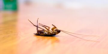 Mantenha a sua tranquilidade com soluções testadas para um ambiente livre de invasores!