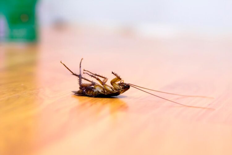 Mantenha a sua tranquilidade com soluções testadas para um ambiente livre de invasores!