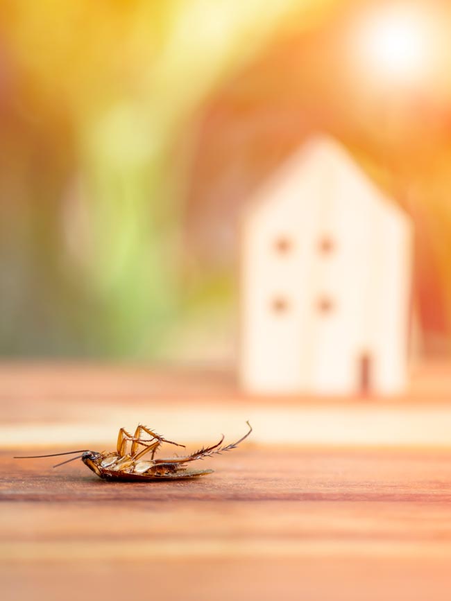 Mantenha a sua tranquilidade com soluções testadas para um ambiente livre de invasores!