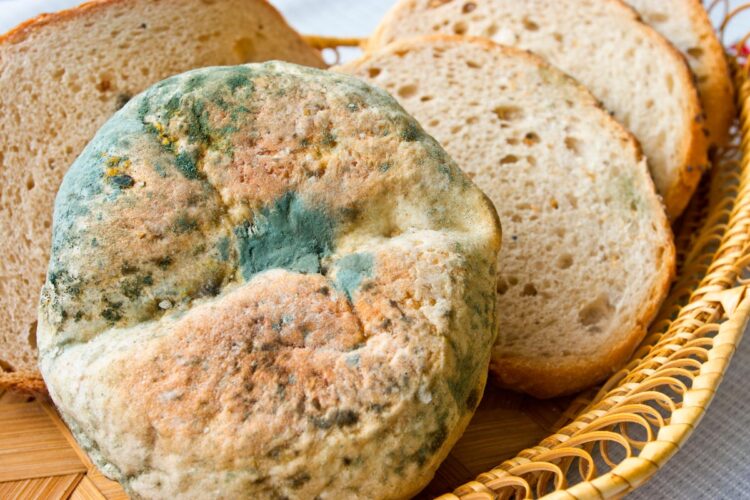 Quais os alimentos com bolor que se podem ou não comer Aprenda a identificar os alimentos que podem ser salvos e aqueles que devem ser descartados.