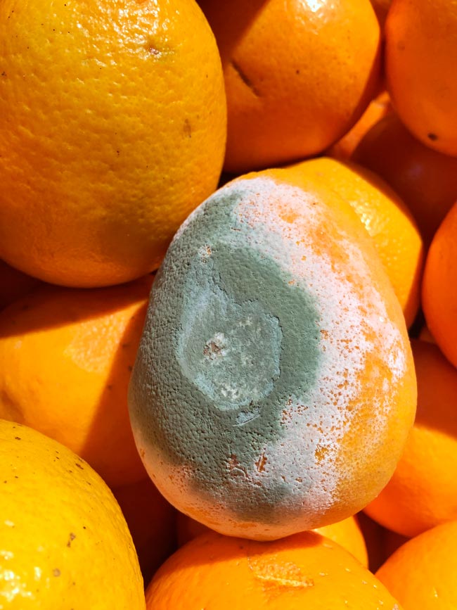 Quais os alimentos com bolor que se podem ou não comer Aprenda a identificar os alimentos que podem ser salvos e aqueles que devem ser descartados.