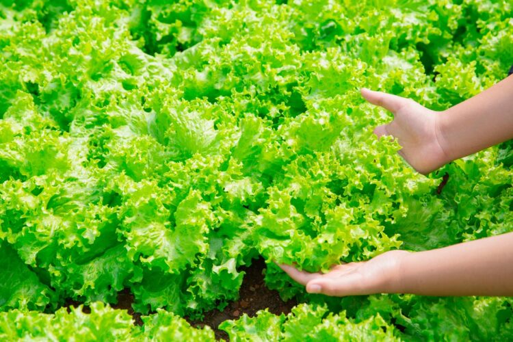 Como conservar alface por mais tempo Adeus às folhas murchas! Saiba como conservar alface de maneira fácil e eficiente.