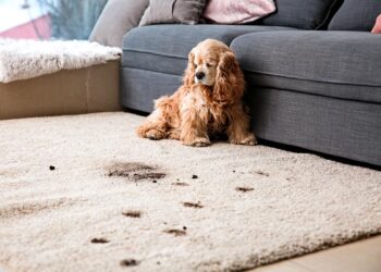 Saiba como lavar carpetes como um profissional e mantenha um ambiente limpo e acolhedor em sua casa.