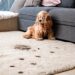 Saiba como lavar carpetes como um profissional e mantenha um ambiente limpo e acolhedor em sua casa.