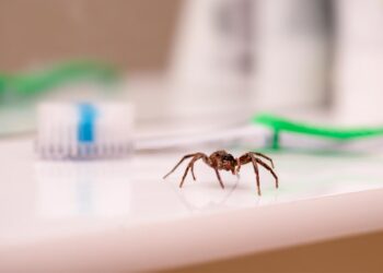 Acabe de vez com as aranhas e desfrute de um lar mais tranquilo e livre de intrusos.